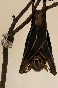 Vampire Bat Hugger Ring 9 Vampire Bat Hugger Ring -Goth Accessories Sales IMG 3593 1800x1800